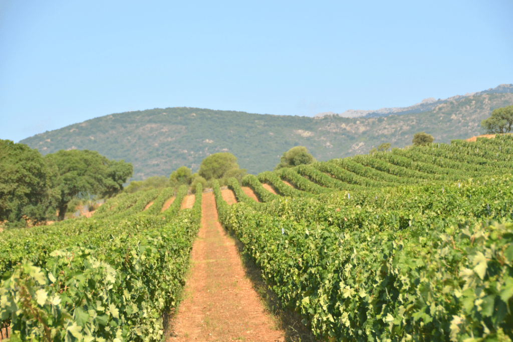 Sardinien Wein