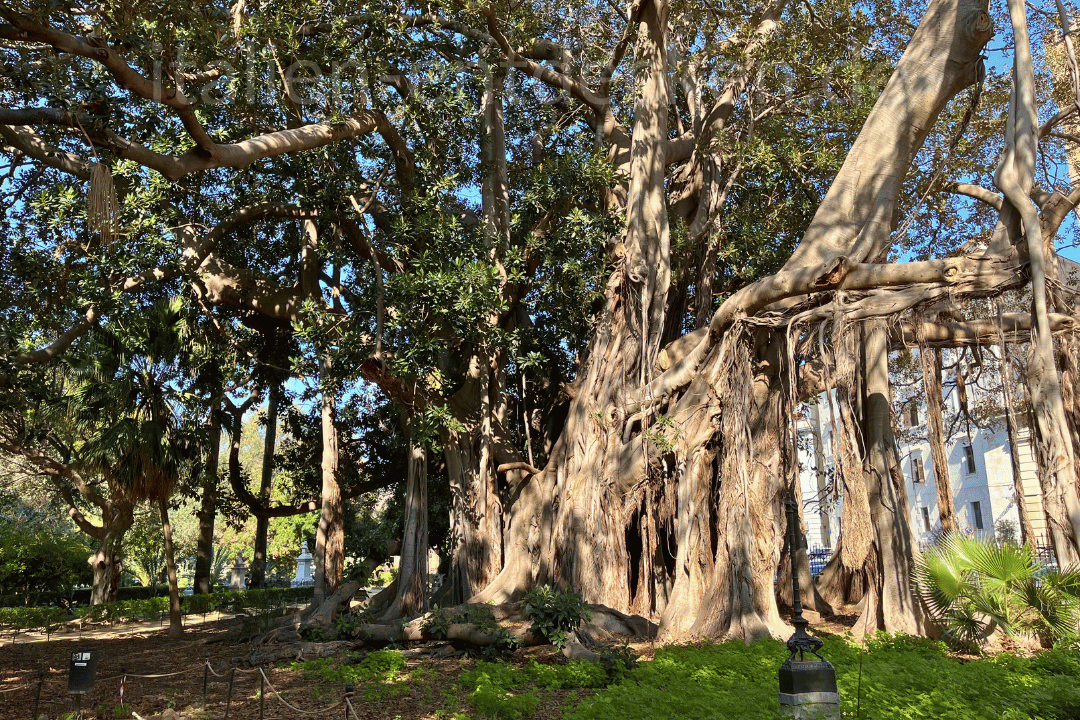 Ein Feigenbaum im Giardino Garibaldi in Palermo