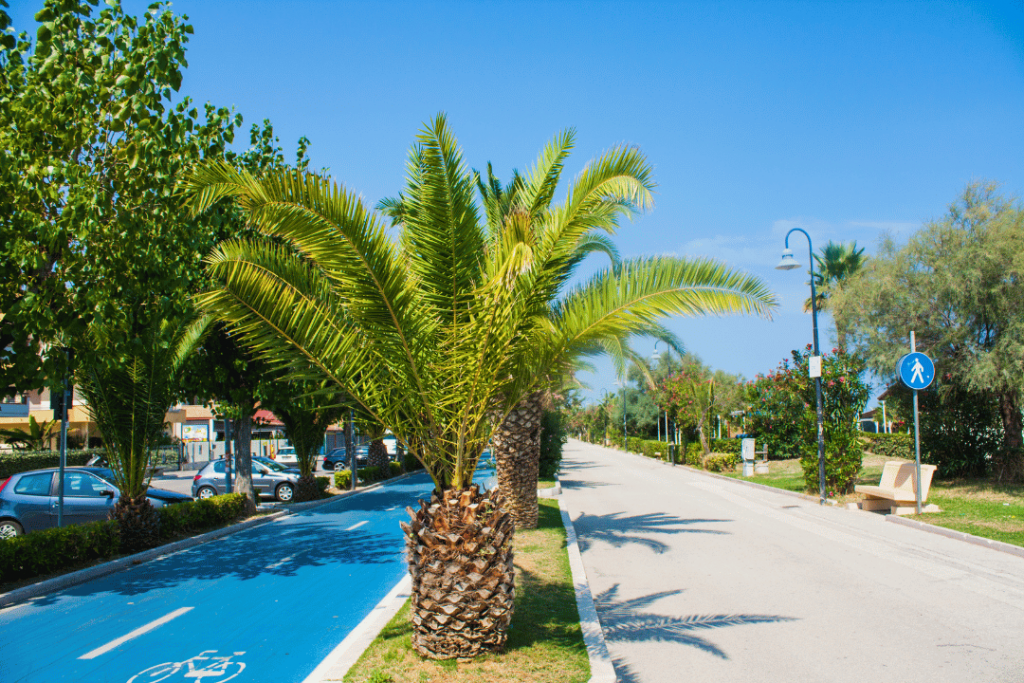 Ein Fahrradweg und ein Fußgängerweg, die durch Palmen getrennt werden