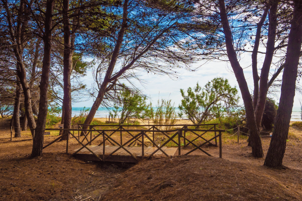 Ein Pinienwald am Strand von Pineto